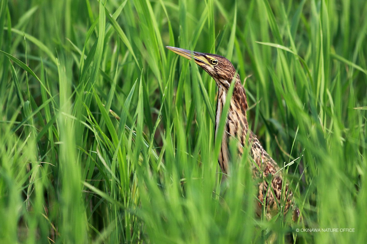 水田でのリュウキュウヨシゴイ