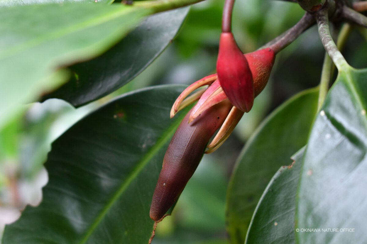 オヒルギ胎生種子 11月頃