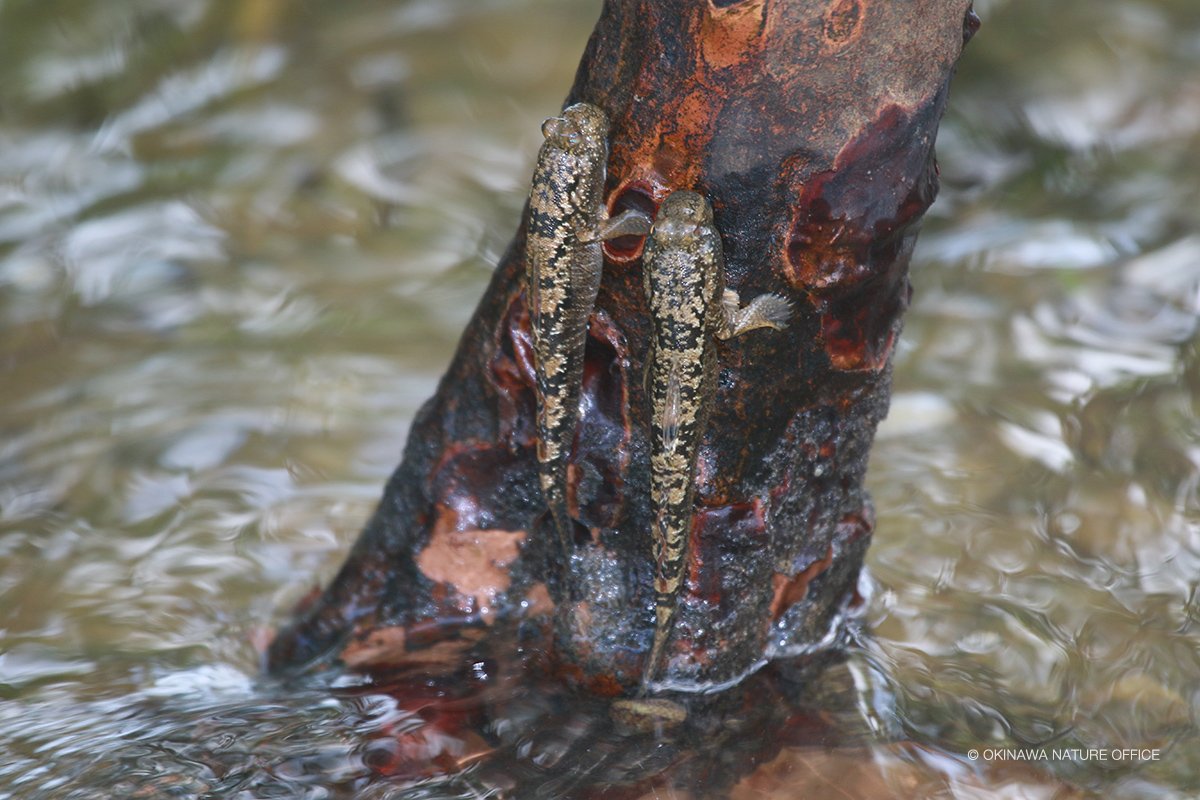 ミナミトビハゼ ミナミトビハゼ