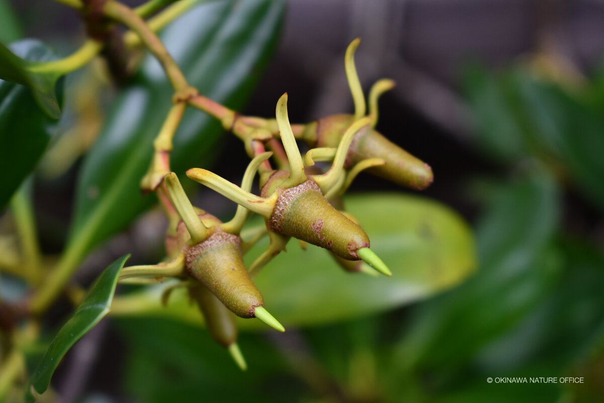 メヒルギ(マングローブ) メヒルギ(マングローブ)