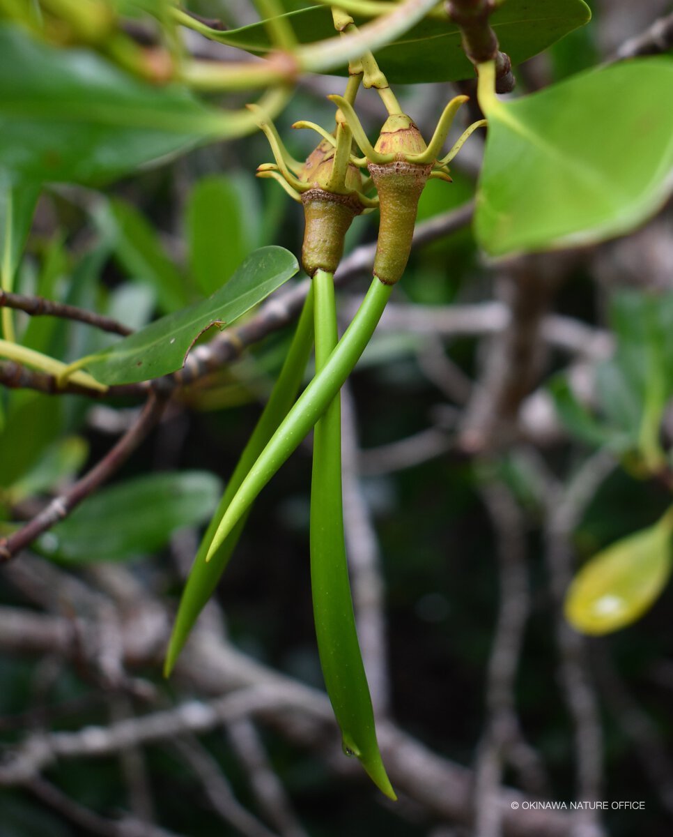 メヒルギ11月 メヒルギ11月