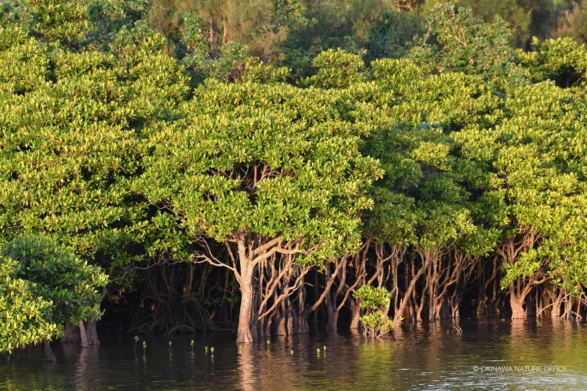 億首川の汽水域マングローブ 億首川の汽水域マングローブ
