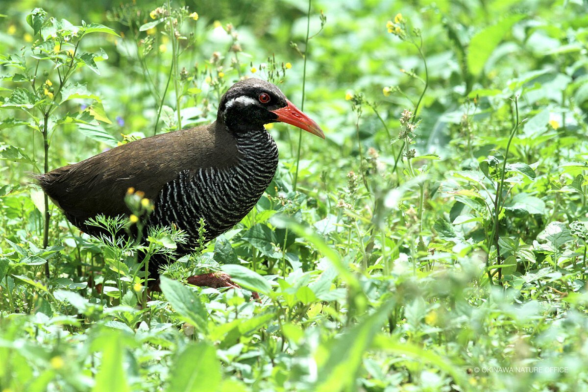 ヤンバルクイナ