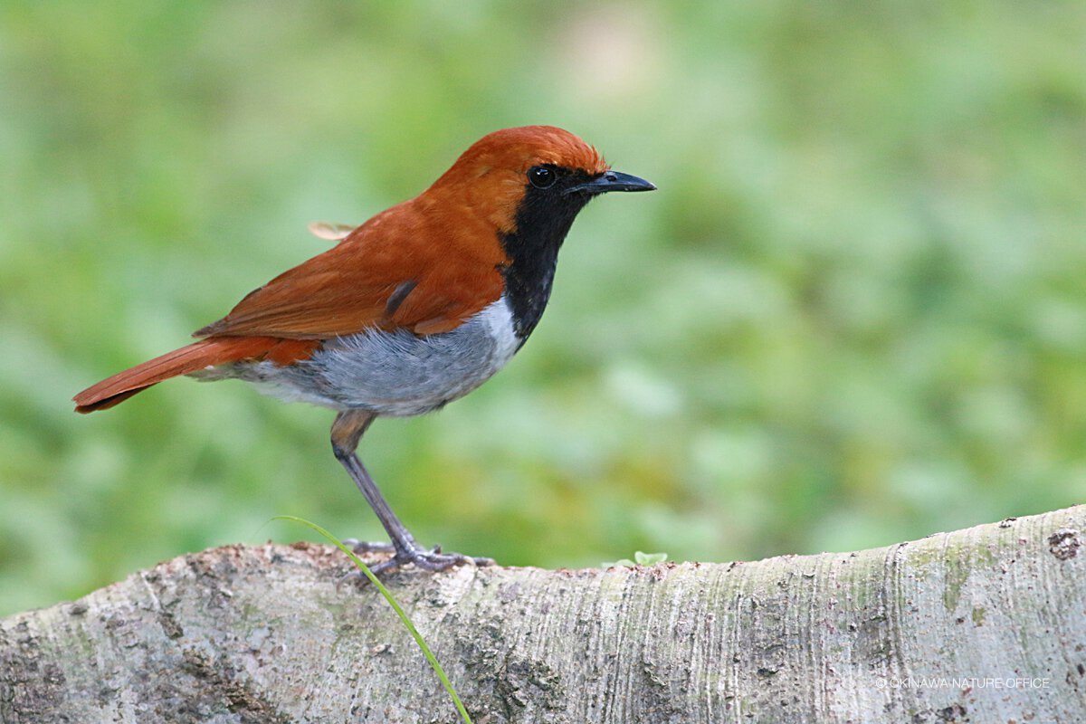 アカヒゲ アカヒゲ