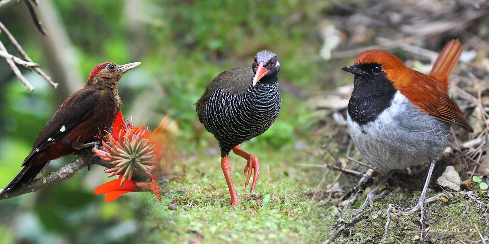 沖縄の野鳥固有種3種ヤンバルクイナ、ノグチゲラ、アカヒゲ