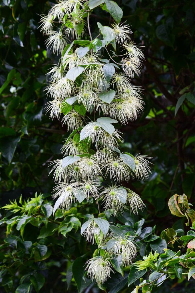 ビロードボタンヅル