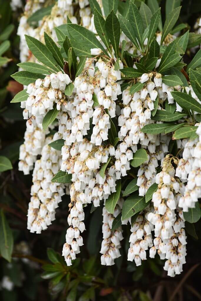 リュウキュウアセビ