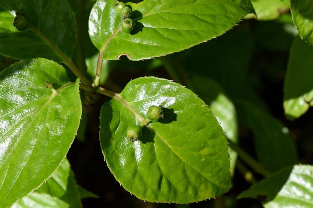 リュウキュウハナイカダ