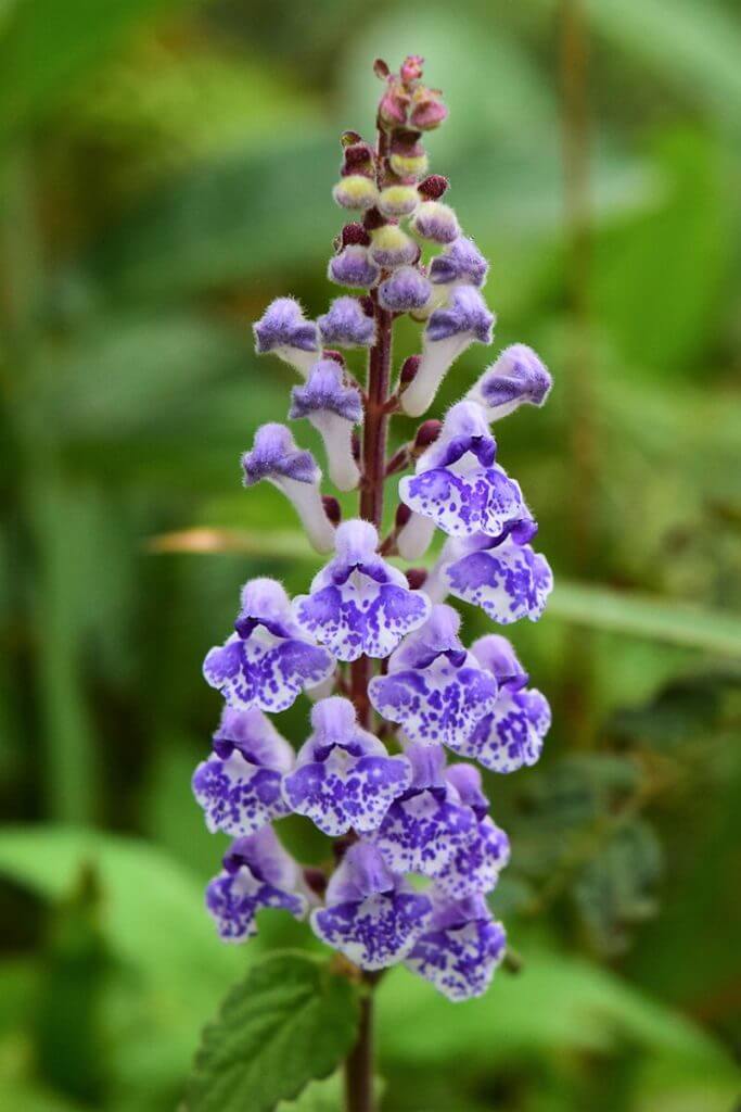 アカボシタツナミソウ