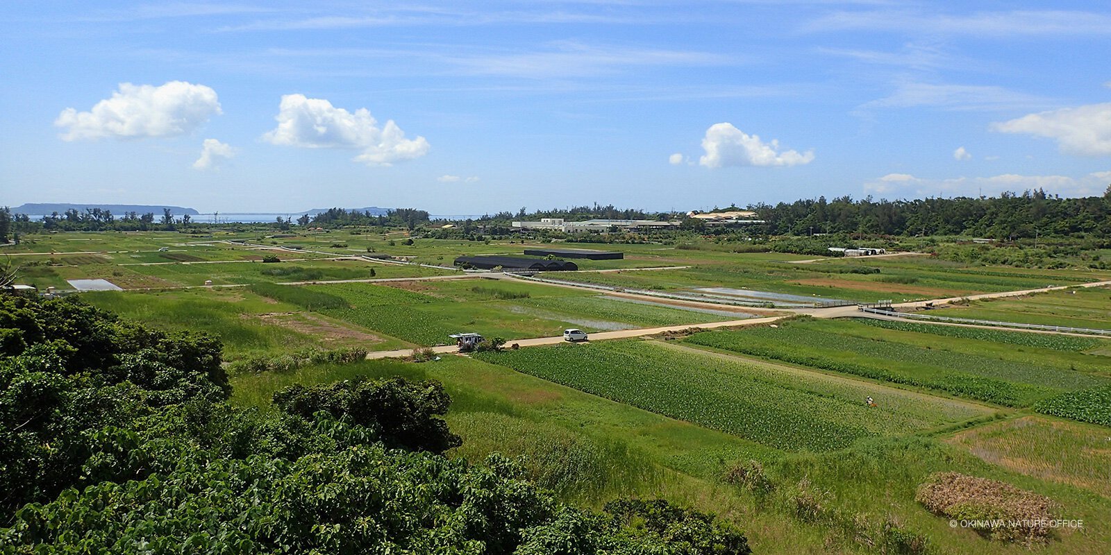 金武町ンタバルのタイモ畑風景