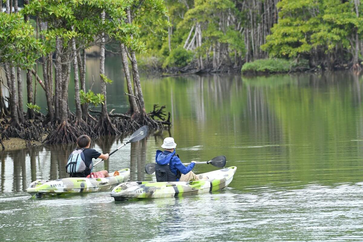 マングローブ林でカヌーを漕ぐ二人の後ろ姿