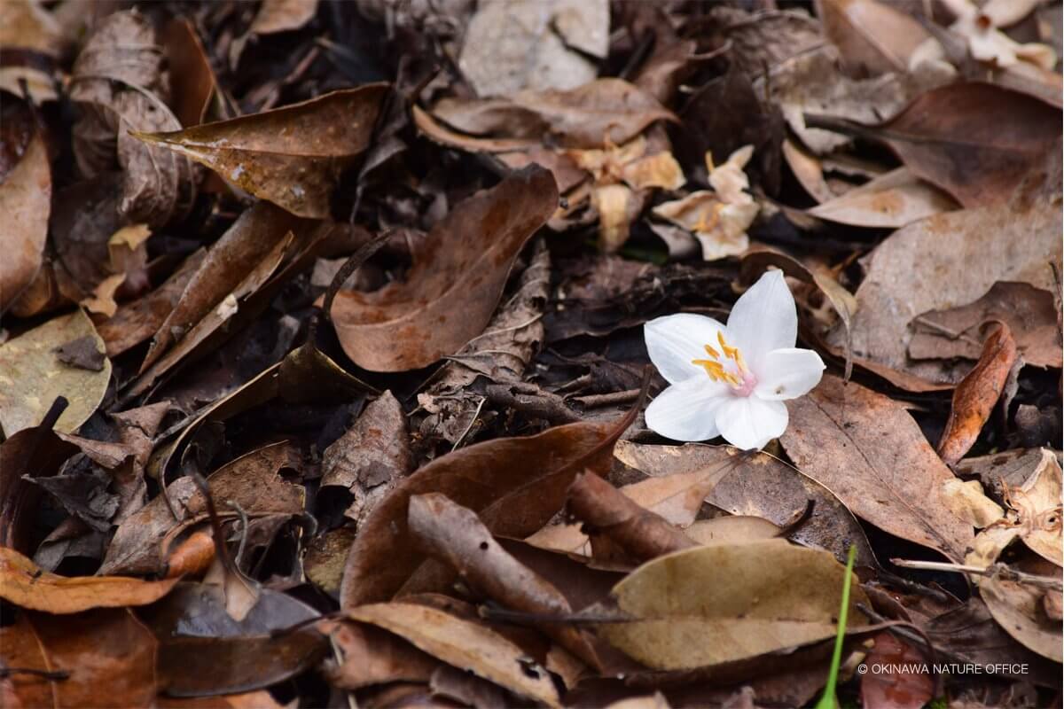 落ち葉のじゅうたんで可憐に咲く白い花