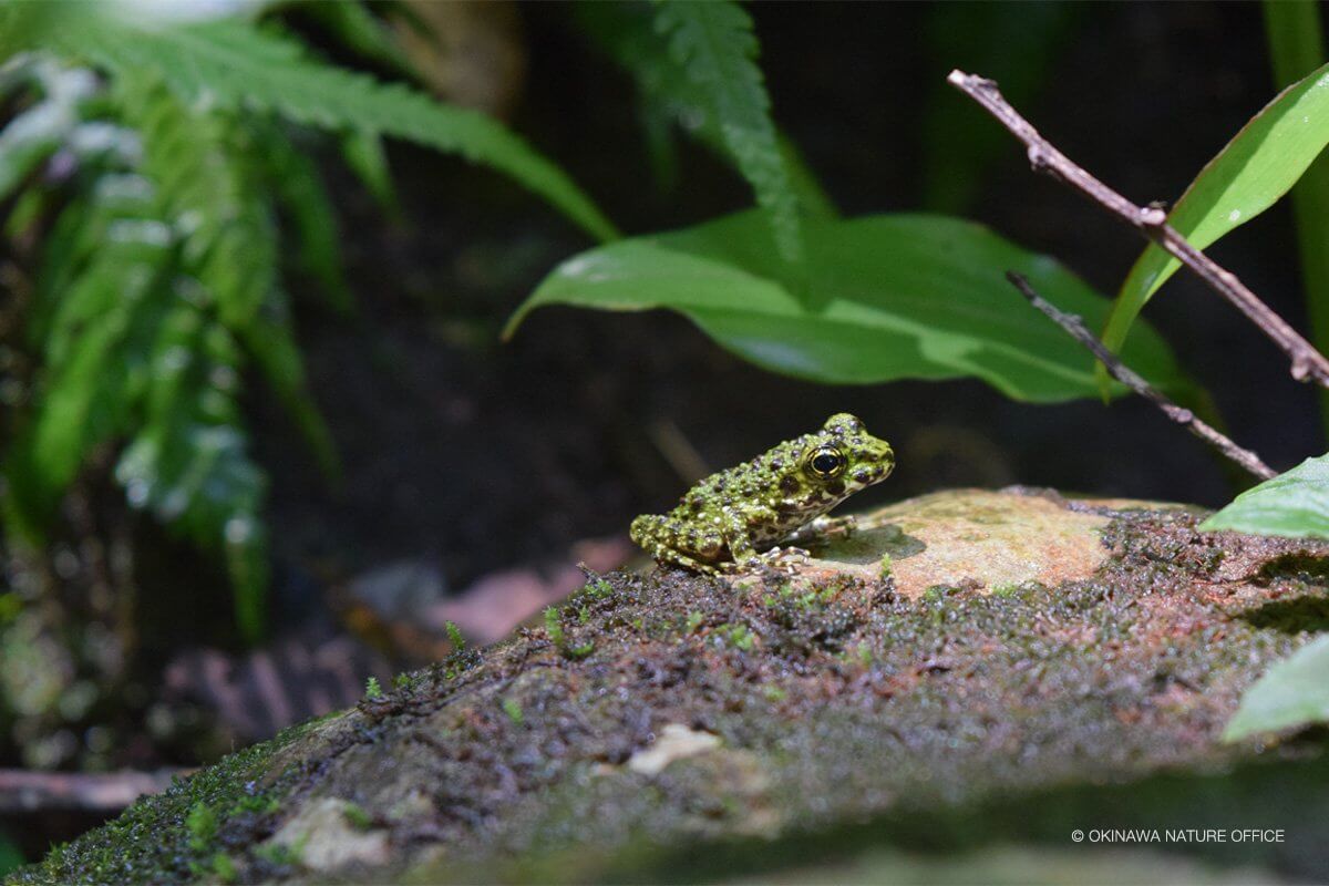 岩の上で日向ぼっこをするオキナワイシカワガエル