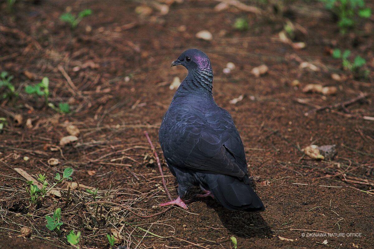 柔らかな土を歩くカラスバトの後ろ姿