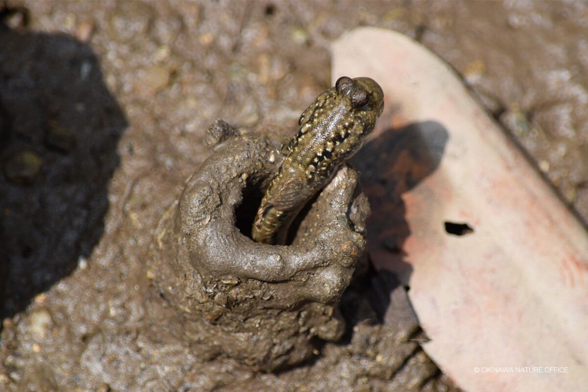 日の当たる砂浜で穴から顔を出しているミナミトビハゼ