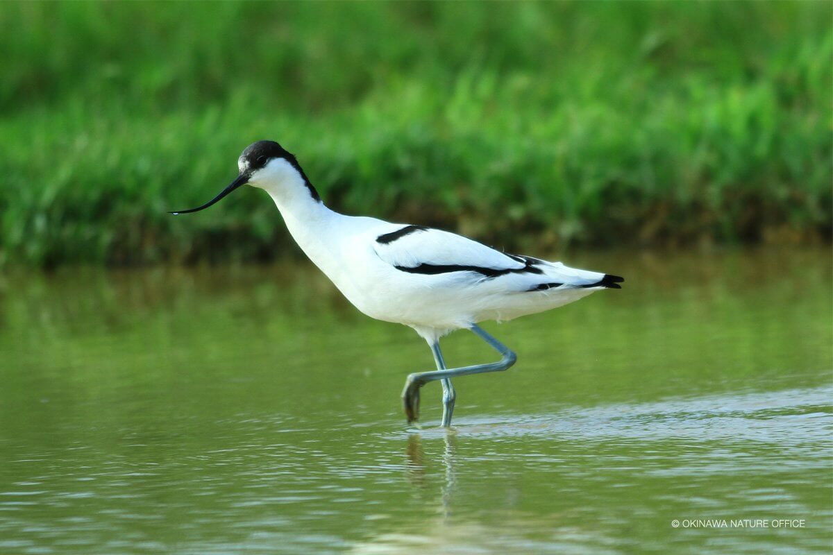 水辺で餌を探す白くはっきりした模様のソリハシ