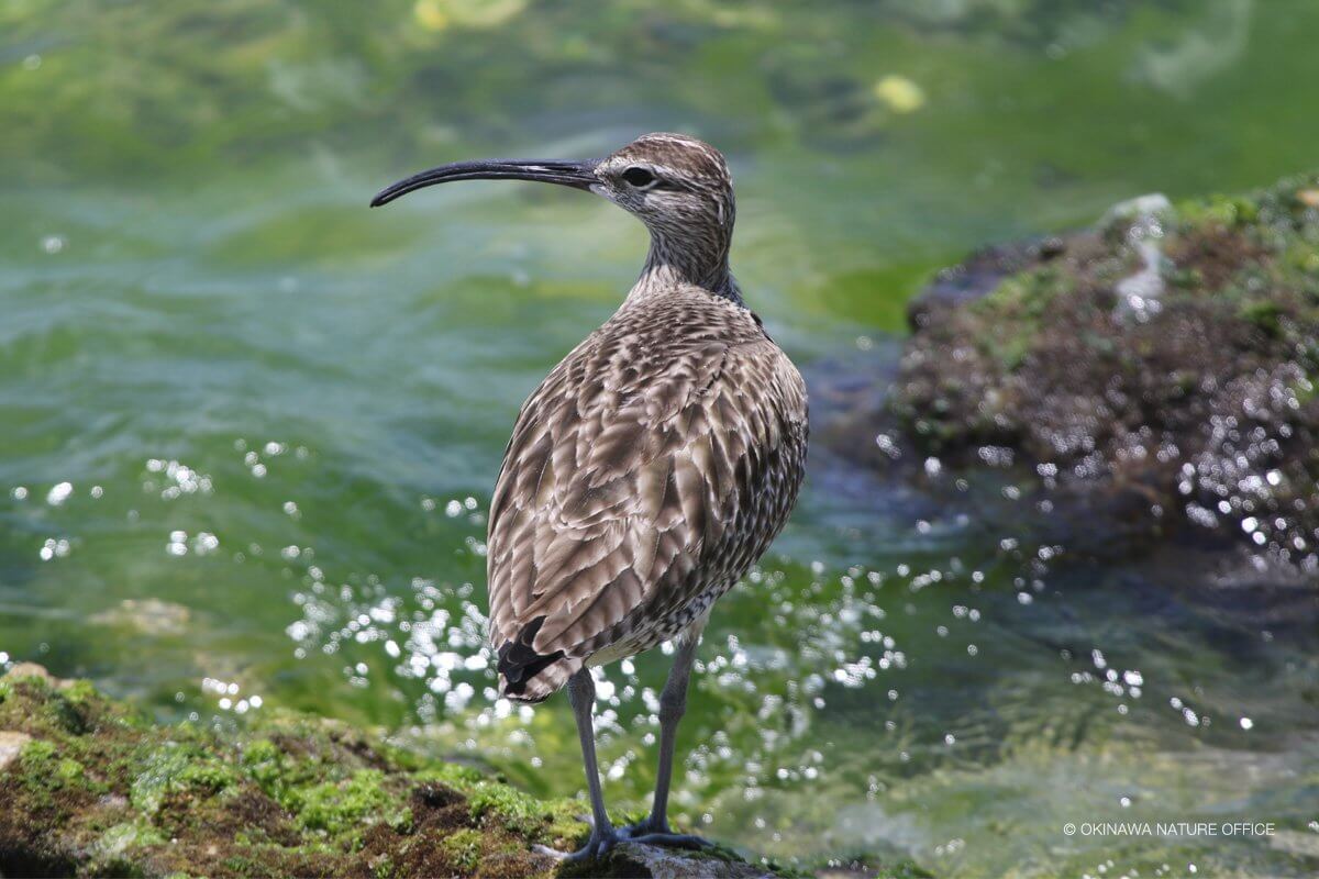 海辺で向こうを見つめるチュウシャクシギ