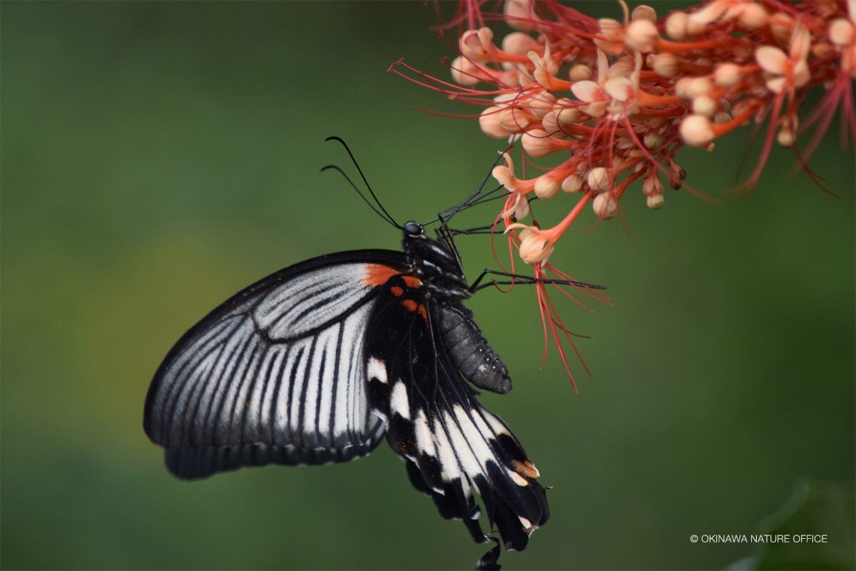 オレンジの花の蜜を吸うナガサキアゲハ