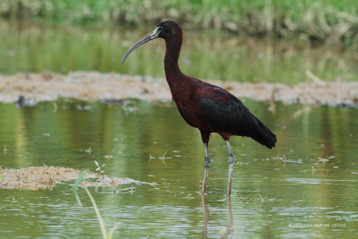 水辺で餌を探すブロンズトキ