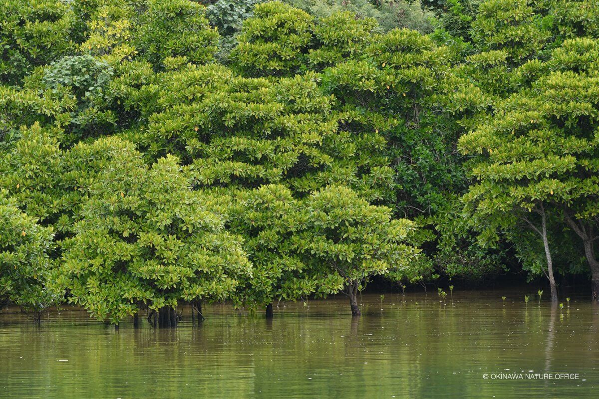 水辺に群がるマングローブ林