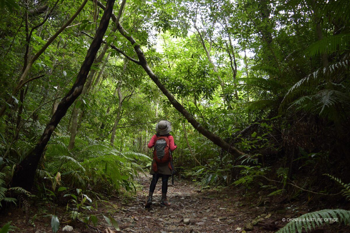 木漏れ日の森林の小道を歩くガイドの女性