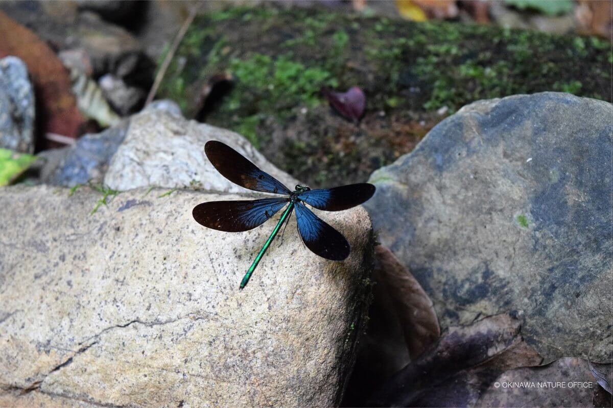 岩の上で羽を休めるリュウキュウハグロトンボ