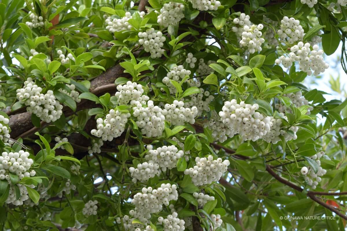 枝いっぱいに咲き誇る白くて可愛い花は白玉カズラ