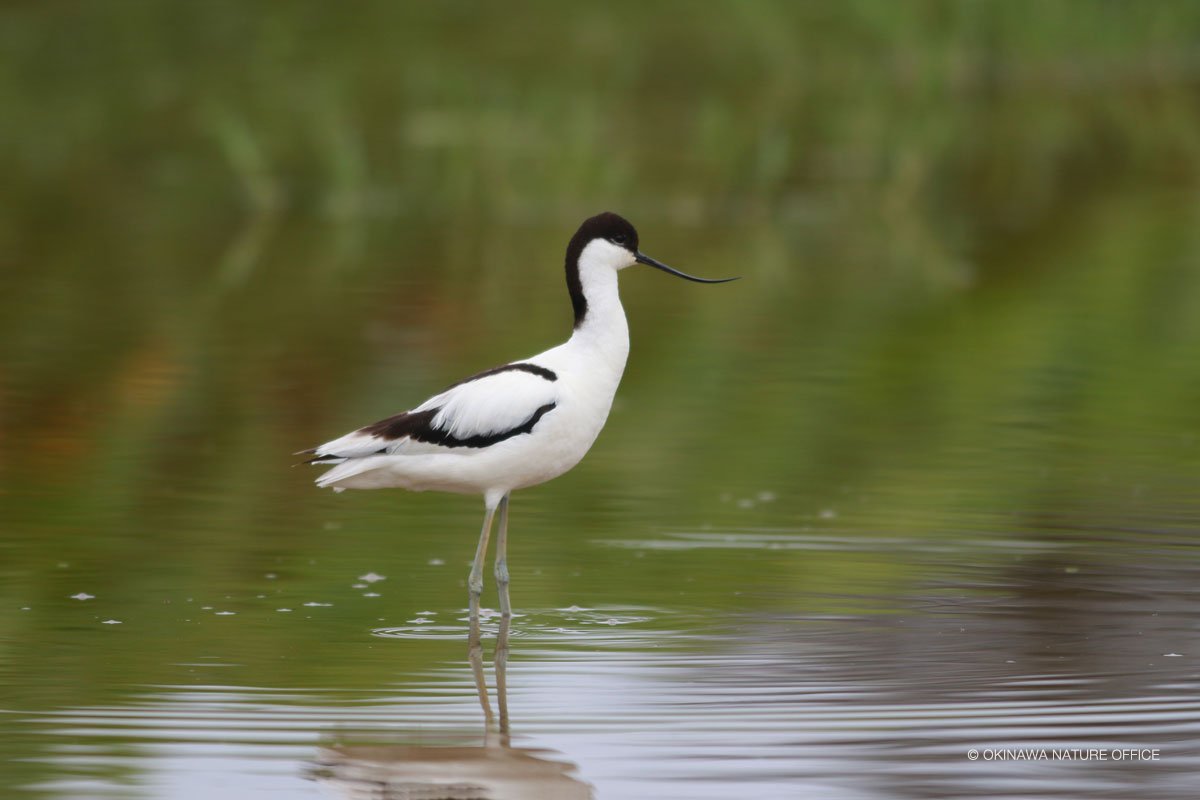 ソリハシセイタカシギ